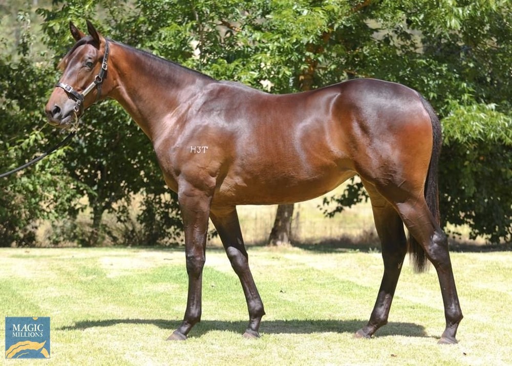 Warralea Lass